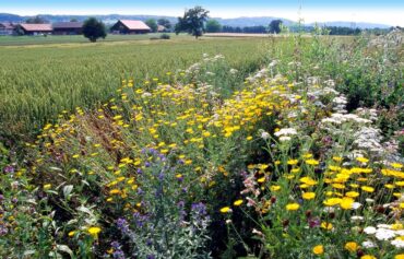 Biodiversität: NEIN zu einer extremen Initiative. Im Bild ist eine landwirtschaftliche Nutzfläche mit einer angegliederten Biodiversitätsfläche zu sehen.